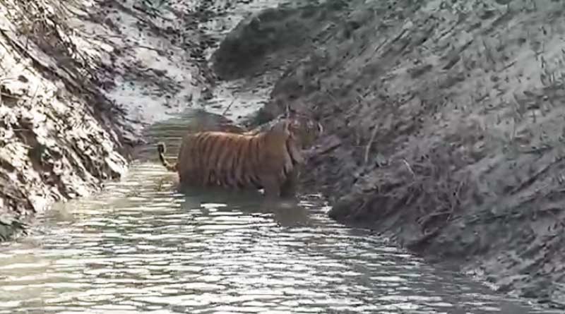 সাতসকালে ফের সুন্দরবনে দেখা মিলল দক্ষিণরায়ের, ক্যামেরাবন্দি করতে হুড়োহুড়ি পর্যটকদের