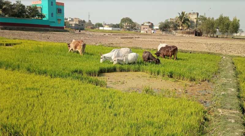 Rice farmers face water scarcity in Burdwan | Sangbad Pratidin