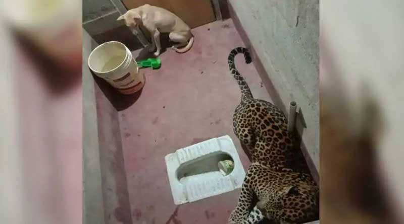 Dog Miraculously Survives after Getting Trapped in Toilet with Leopard for 7 Hours in Karnataka | Sangbad Pratidin