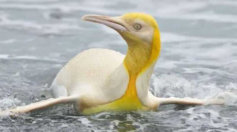 Rare yellow Penguin photographed for first time | Sangbad Pratidin