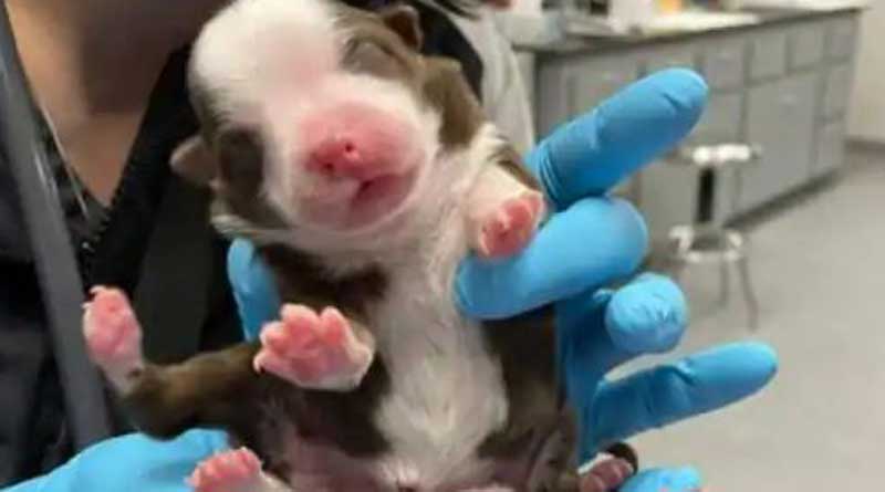A puppy has been born in the US with six legs, two tails, and some unusual medical conditions | Sangbad Pratidin