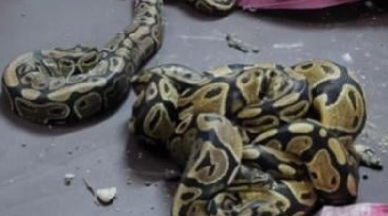 Cops seize pythons from smuggler at Sealdah station | Sangbad Pratidin