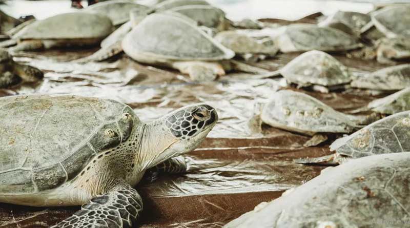 Why thousands of turtles were paralyzed off the coast of Texas this week | Sangbad Pratidin