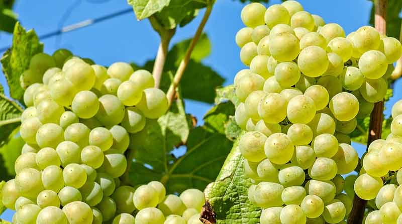 Everyday Eating grapes may protect Your Skin against sunburn | Sangbad Pratidin