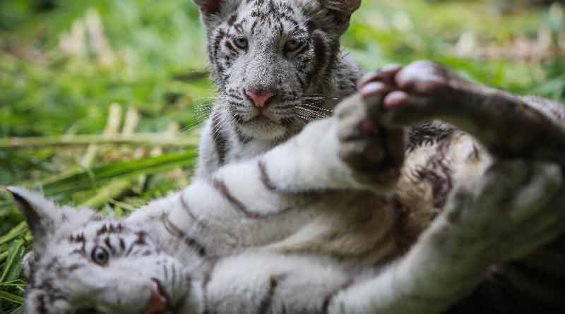 Two White Tiger cubs dead in Pakistan's Lahore Zoo, corona suspected | Sangbad Pratidin