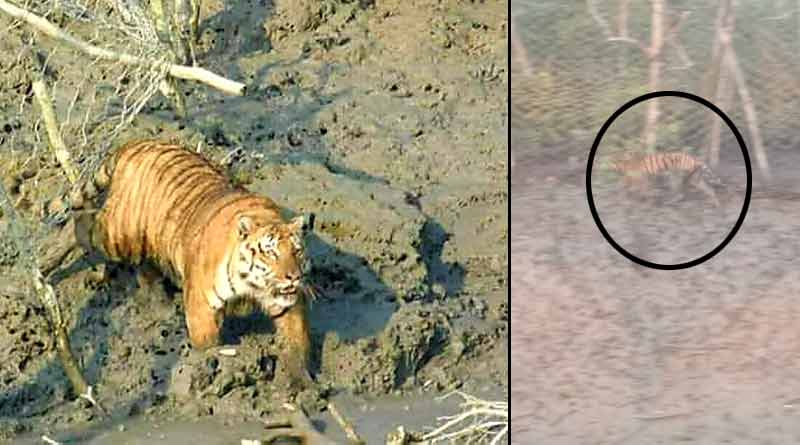 In the North 24 Parganas, the villagers met a tiger | Sangbad Pratidin