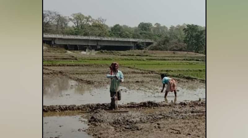 'Left-hand canal' brings smiles to farmers' faces of Mal in dry season | Sangbad Pratidin