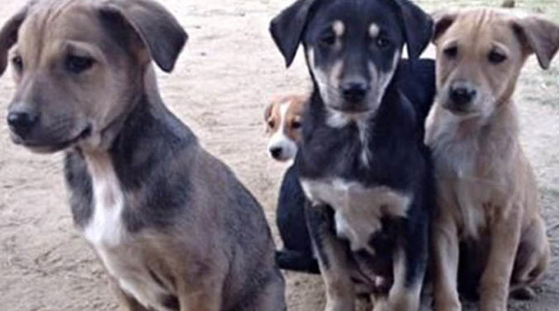 Man's brutal killing of puppies at Durgapur attracts massive uproar