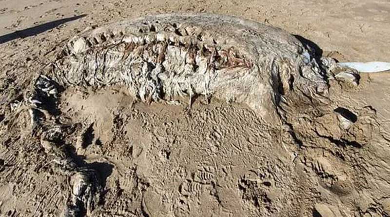 Mysterious 23-foot sea beast weighing 4 tonnes washes up on UK beach | Sangbad Pratidin