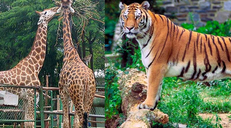 People lose interest to adopt zoo's animals after lockdown |Sangbad Pratidin