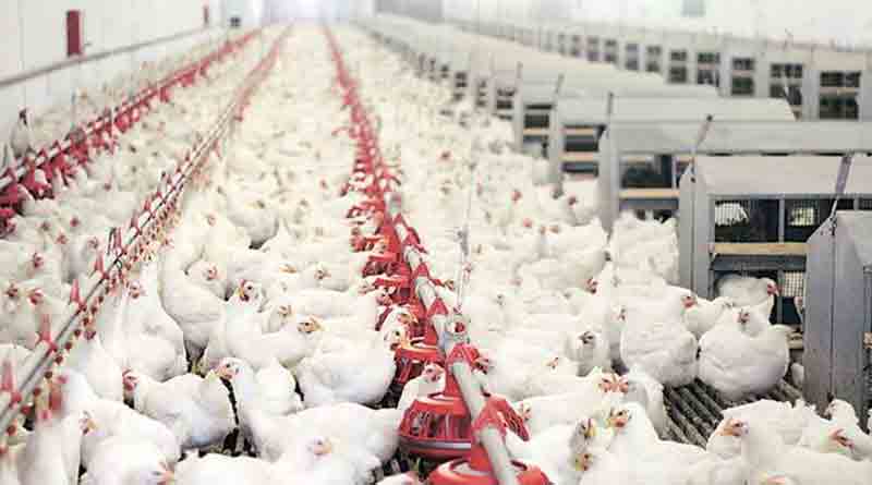 Bird flu scare in Maharashtra', 25,000 chickens to be culled। Sangbad Pratidin