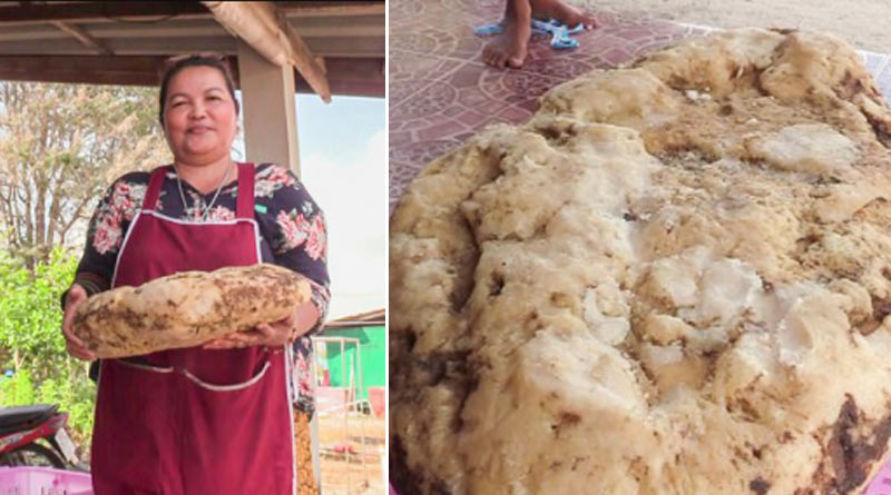 Thai Woman Finds Lump of Whale Vomit Near Her Beach House and it's Worth Over $2,50,000 | Sangbad Pratidin