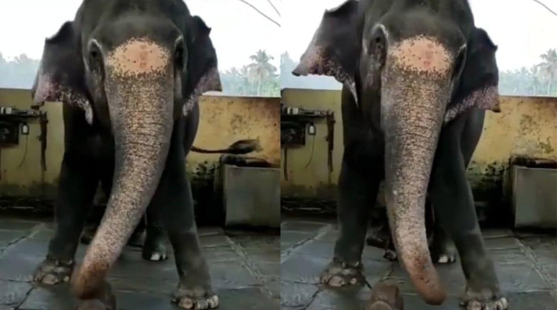 Offbeat News: Elephant dances to Bollywood song 'Namo Namo Shankara' amuses netizens | Sangbad Pratidin