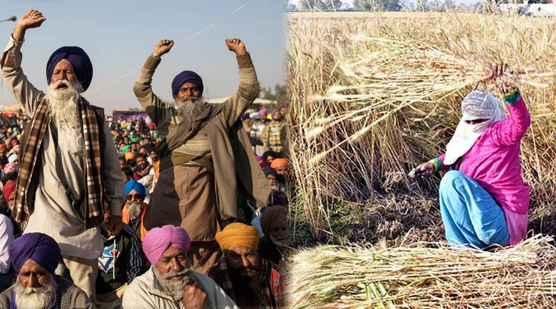 Record yield despite farm protest shows farmers' resolve | Sangbad Pratidin