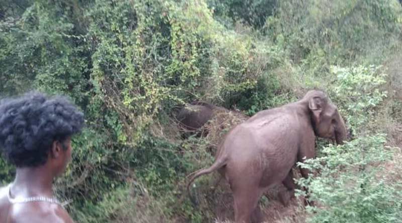 Videos of tribal youths harassing wild elephants in Tamil Nadu go viral on social media, 3 booked | Sangbad Pratidin