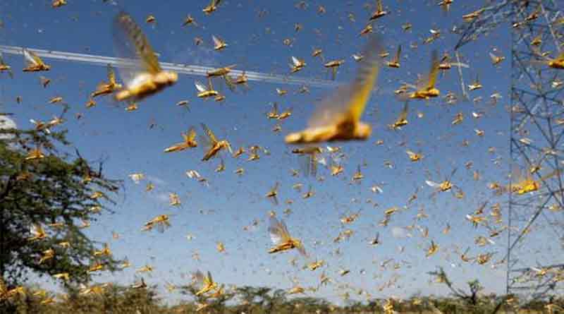 Locust alert: Insects likely to reach by May end in UP | Sangbad Pratidin