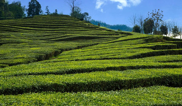 Mim tea Garden: A offbeat destination of Bengal between Sukiapokhri and Lepchajagat in Darjeeling 