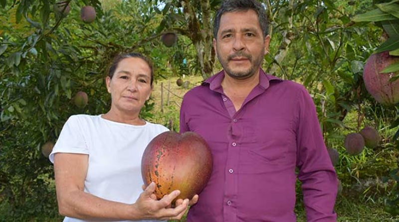 World's heaviest mango found in Colombia | Sangbad Pratidin