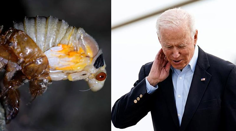 Cicadas overrun White House press plane, President Biden also got stucked by these on his first foreign tour | Sangbad Pratidin