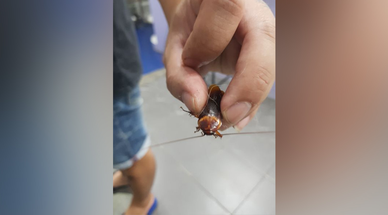 রাস্তা থেকে উদ্ধার করে অসুস্থ আরশোলাকে চিকিৎসকের কাছে নিয়ে গেলেন যুবক, প্রশংসা নেটিজেনদের