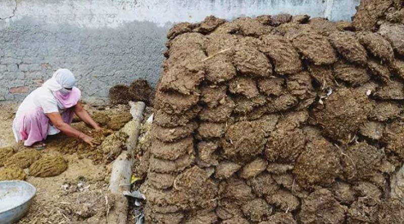 800 kg cow dung stolen in Chhattisgarh village, police registers case | Sangbad Pratidin