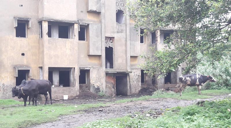 OMG! রেলের কোটি টাকার ফ্ল্যাটের ‘দখল’ নিল গরুর পাল