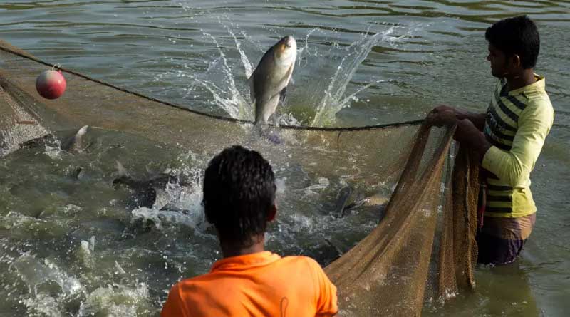 Here are some interesting facts about fish farming ।Sangbad Pratidin