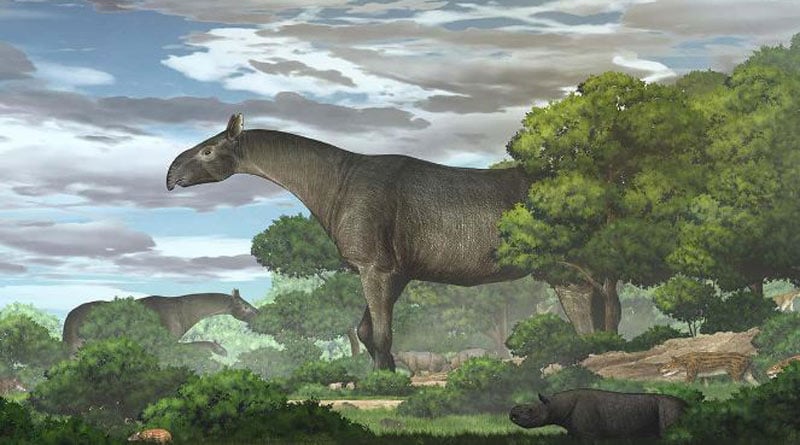 Fossils 'taller Than Giraffe' Show Giant Rhino Species That Roamed Asia | Sangbad Pratidin