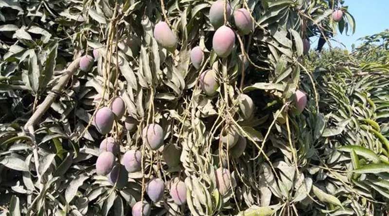 Sugar-free mangoes for diabetic people introduced at affordable prices in Pakistan | Sangbad Pratidin