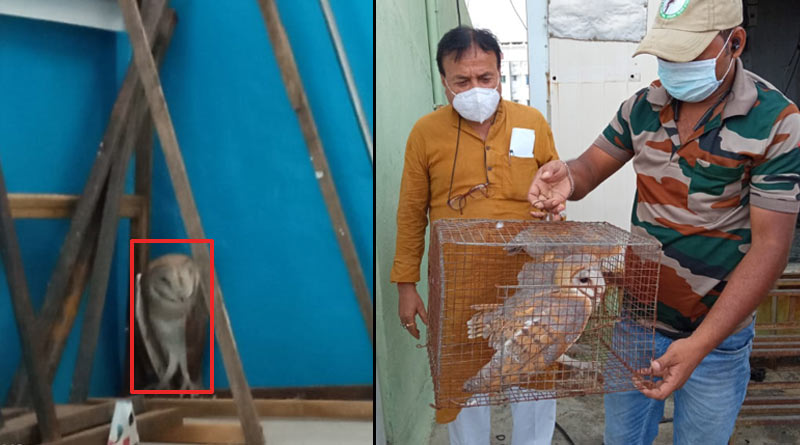 রাজনীতিতে ‘লক্ষ্মী’বাস! তৃণমূল ভবনে মমতার ঘরের চিলেকোঠায় উদ্ধার ধনদেবীর বাহন
