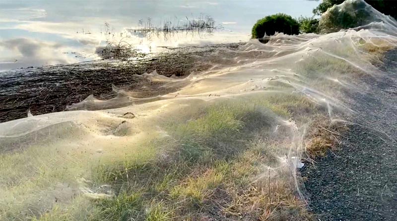 Australia's huge area covered in giant spider webs after flooding । Sangbad Pratidin