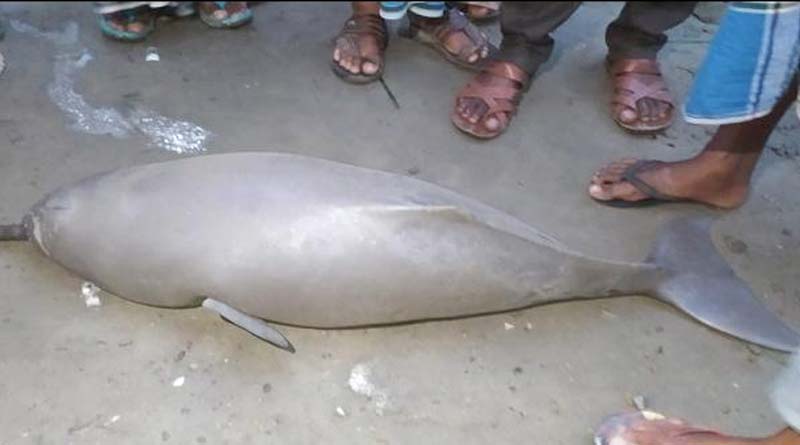 Meat of Dolphin selling at Tufanganj, arrested | Sangbad Pratidin