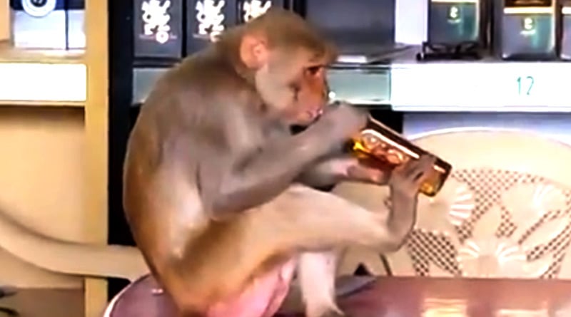 Monkey enters liquor shop, got drunk, video goes viral | Sangbad Pratidin