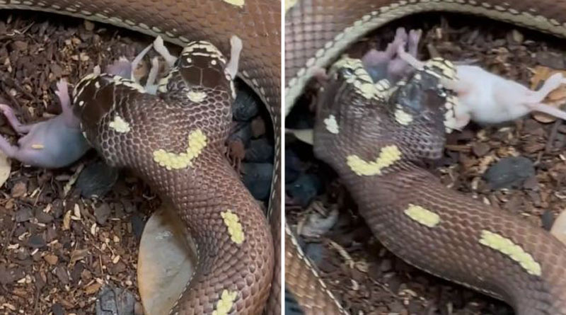 Video of two-headed snake eating mice goes viral | Sangbad Pratidin