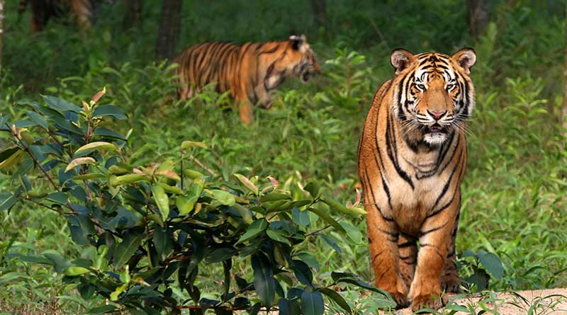 International Tiger Day: ছবিতে জানুন দেশের সেরা ব্যাঘ্র সংরক্ষণ কেন্দ্রগুলি সম্পর্কে গুরুত্বপূর্ণ তথ্য