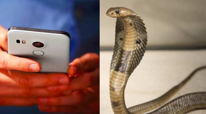 West Bengal health department launches app for snake bite victims | Sangbad Pratidin