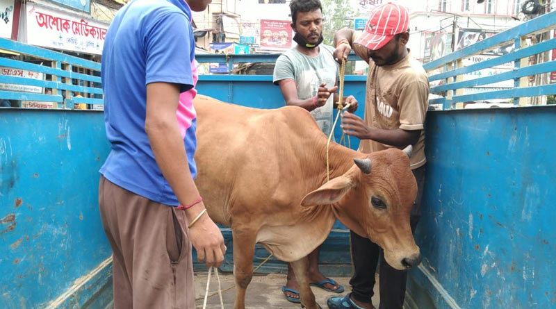 যানজটে জেরবার নিত্যযাত্রীরা, Purulia’র রাস্তায় ‘গরু হটাও’ অভিযানে পুলিশ