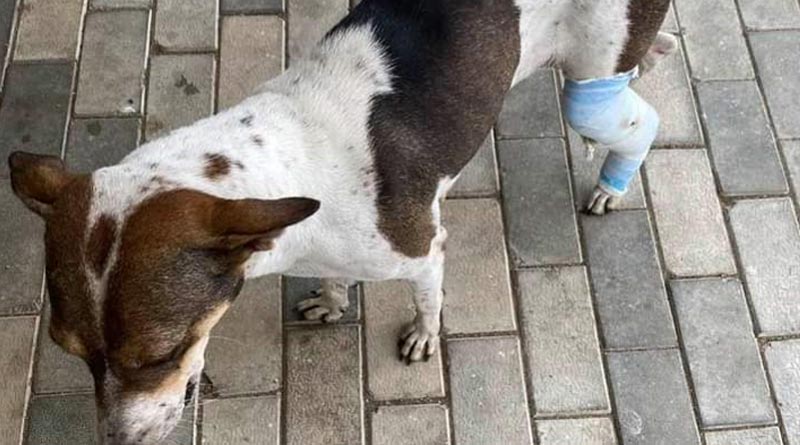 Deputy super of Rampurhat Medical College makes plaster for injured dog | Sangbad Pratidin