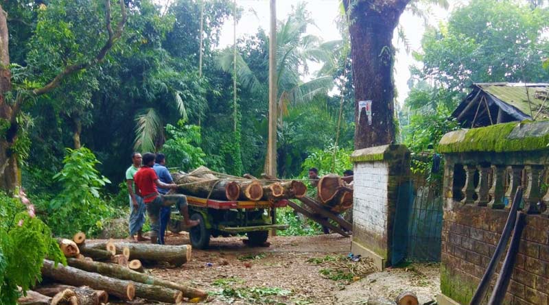 অবাধে দামী গাছ কেটে পাচারের অভিযোগ, বসিরহাটে নষ্ট হচ্ছে পরিবেশ