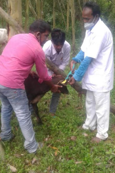 Bengal's cow to gets aadhaar card