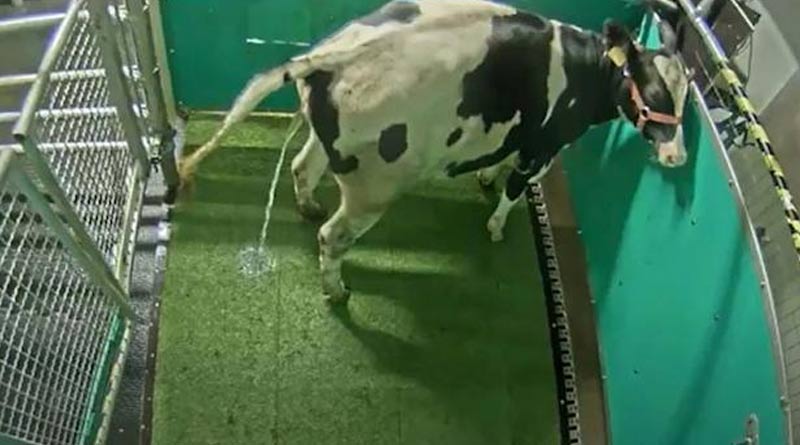 Scientists train cows to use toilets as measure of saving the planet by curbing greenhouse gas | Sangbad Pratidin