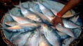 BSF seized Hilsa fish price over 2 lacs at Bangladesh Tripura Border | Sangbad Pratidin
