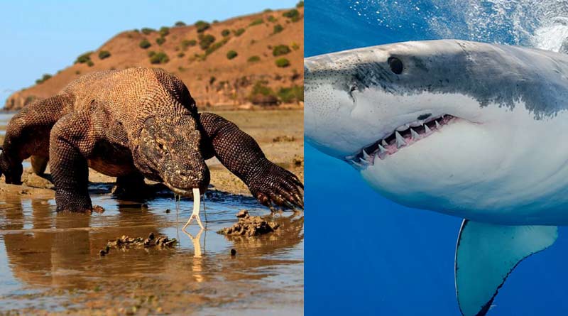 Environment News: Komodo Dragon, sharks may soon extinct | Sangbad Pratidin