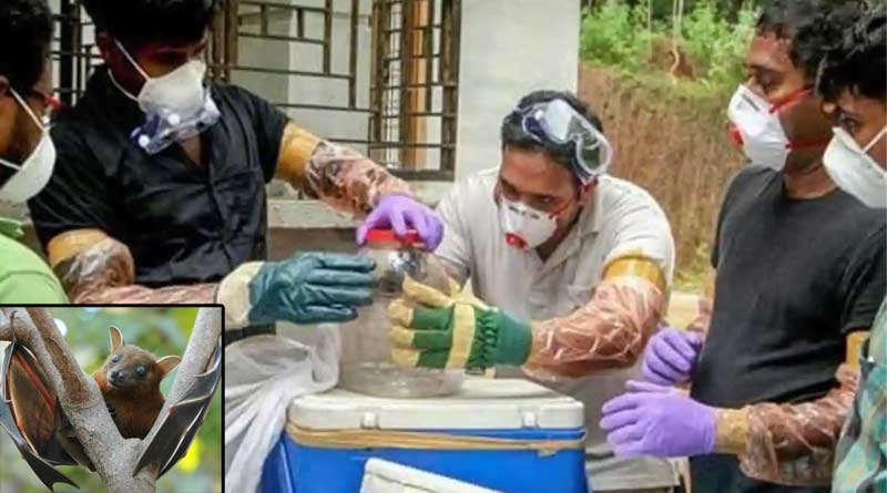 Nipah Virus: করোনার মাঝে নয়া আতঙ্ক, নিপা ভাইরাসে কেরলে প্রাণহানি কিশোরের