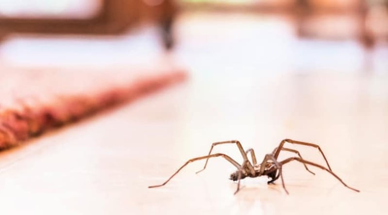Tips to keep spiders out of your Home | Sangbad Pratidin