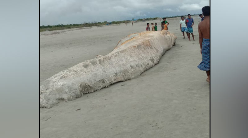 Mammoth sea creature washed ashore at Bakkhali beach | Sangbad Pratidin