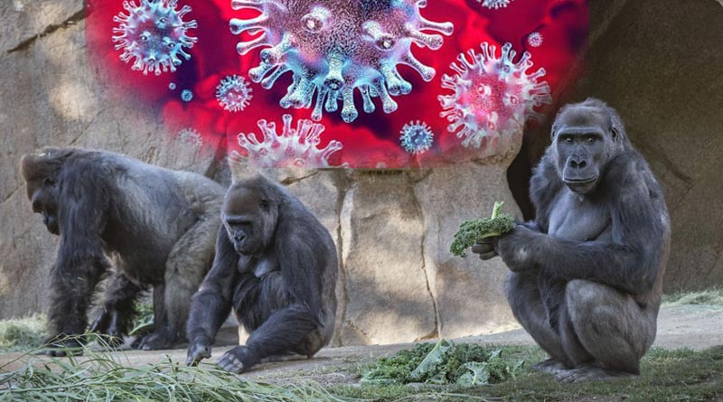At least 13 gorillas tested positive for Coronavirus at Atlanta zoo | Sangbad Pratidin