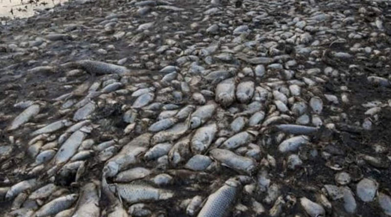 Locals blame China after Arunachal Pradesh river turns black, thousands of fish die। Sangbad Pratidin