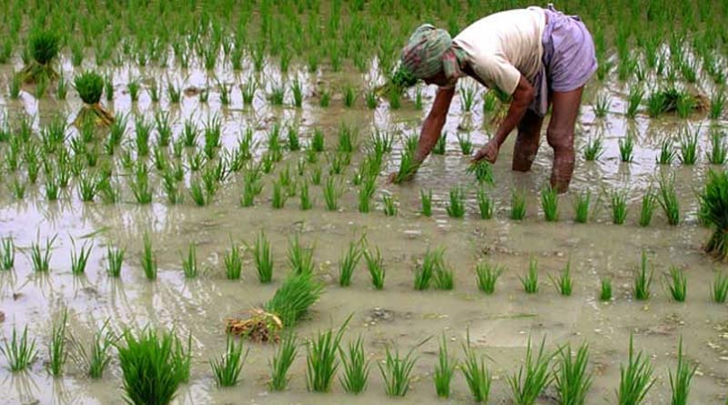 Farmers of Murshidabad faces probem due to lack of rain | Sangbad Pratidin