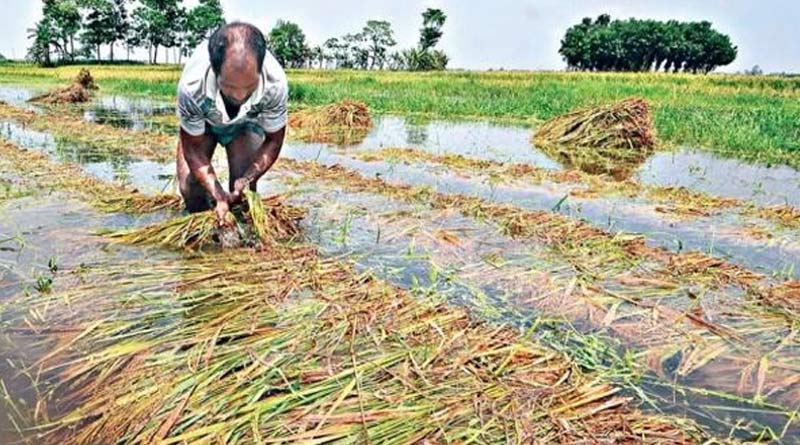 How to save crops from unseasonal rain | Sangbad Pratidin